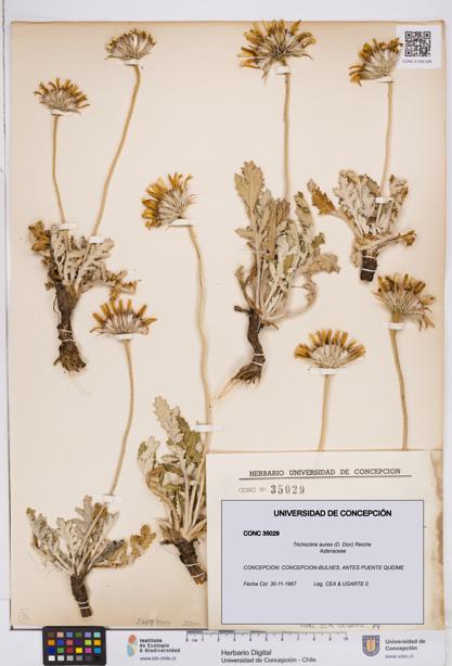Trichocline aurea [Espécimen: ]
