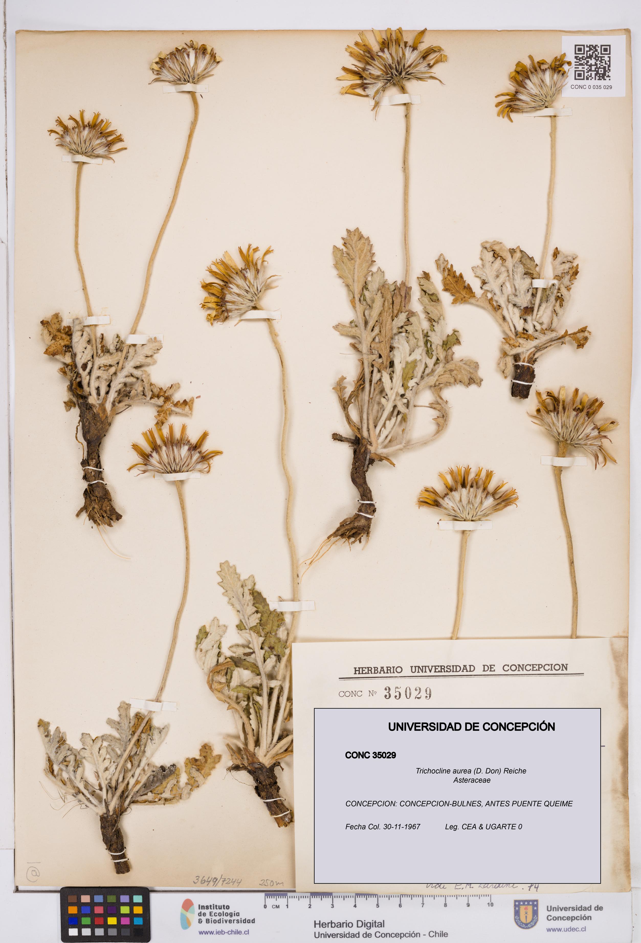 Trichocline aurea [Espécimen: ]