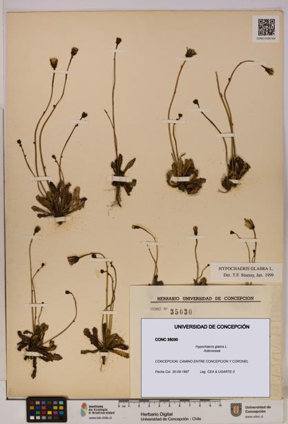 Hypochaeris glabra [Espécimen: UDEC:CONC:0035030]