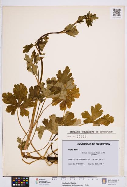 Sanicula crassicaulis [Espécimen: ]