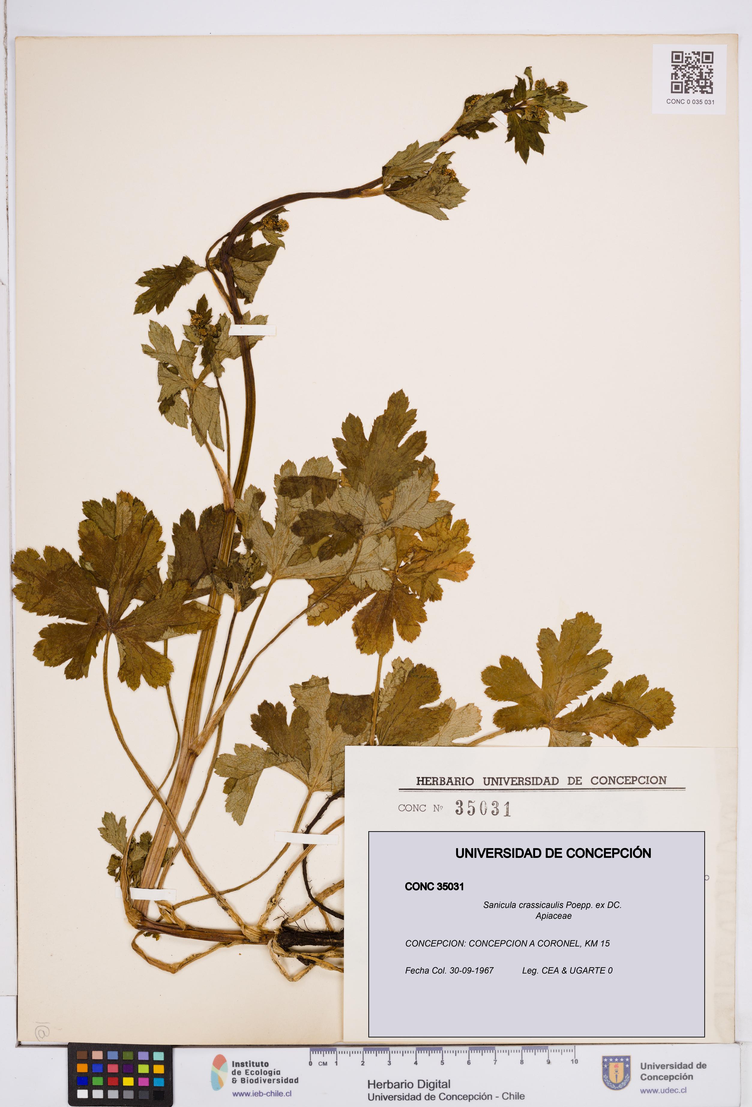 Sanicula crassicaulis [Espécimen: ]