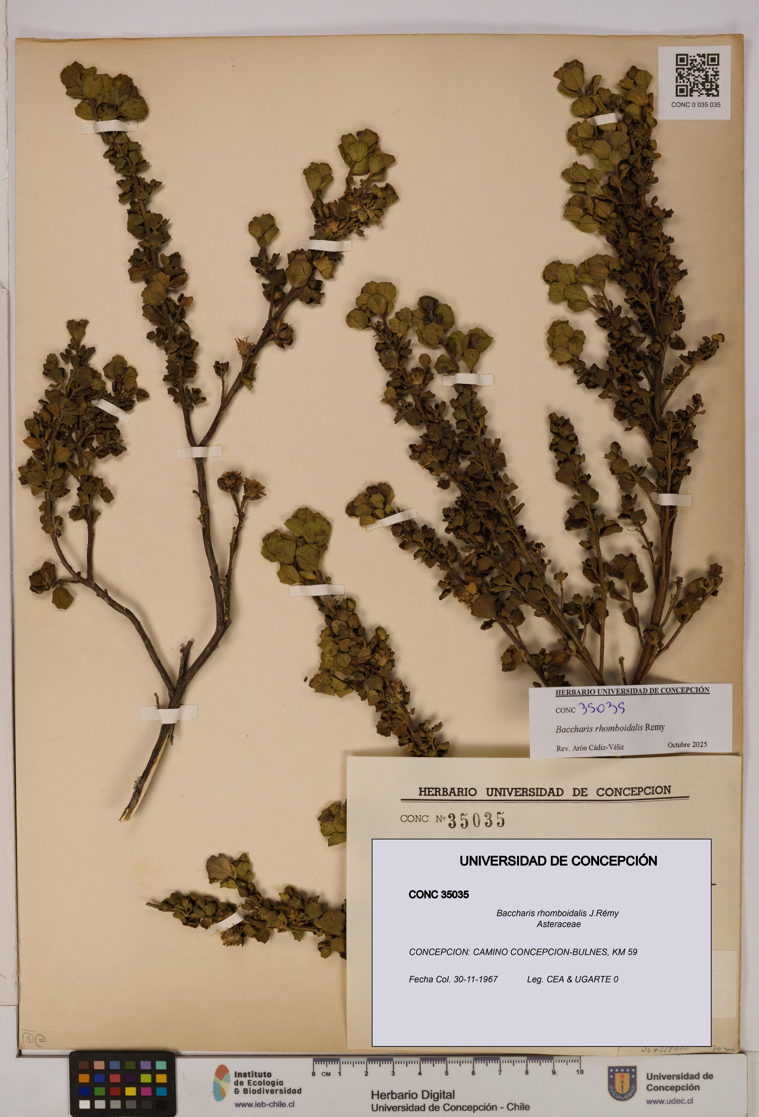 Baccharis rhomboidalis [Espécimen: UDEC:CONC:0035035]