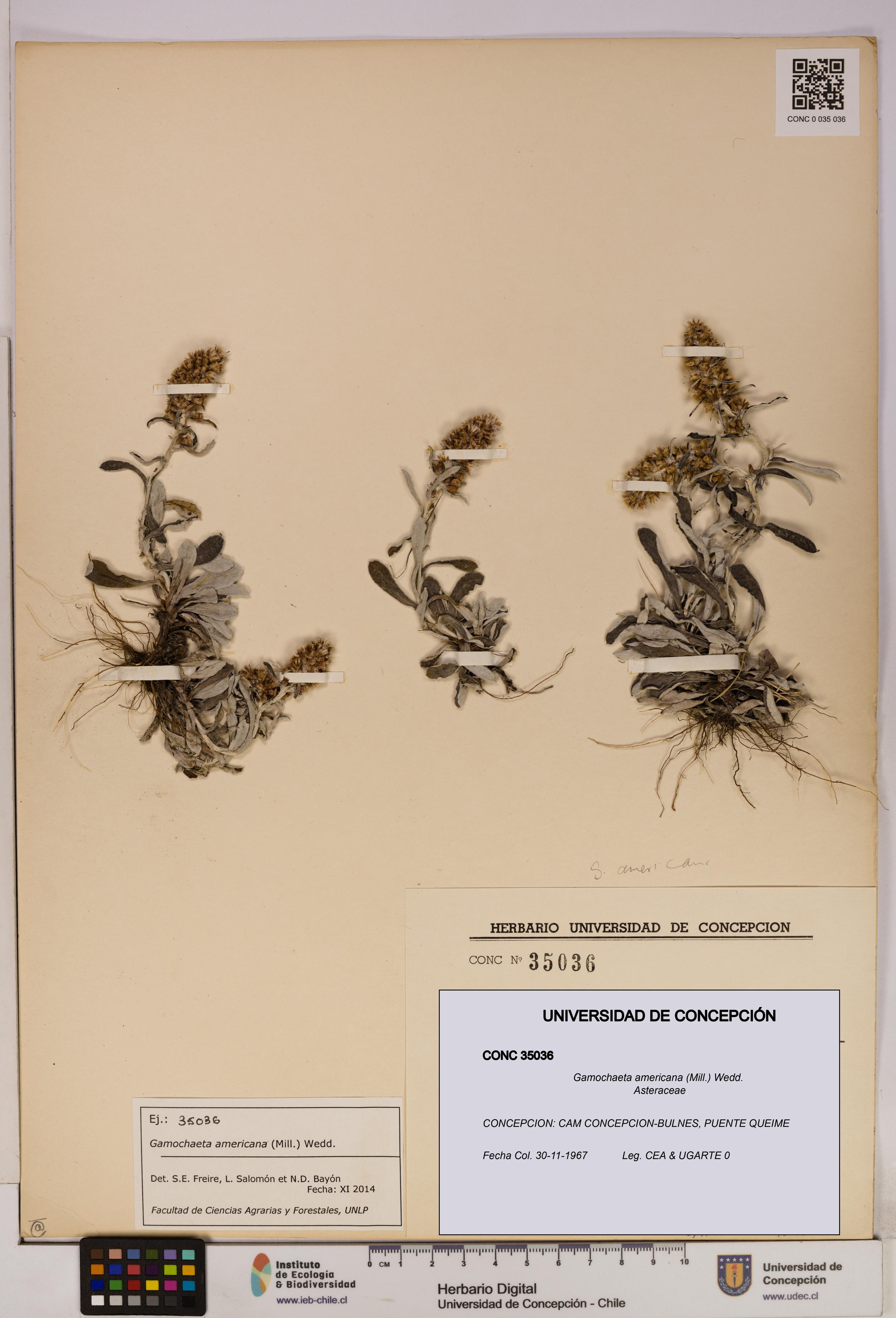 Gamochaeta americana [Espécimen: UDEC:CONC:0035036]