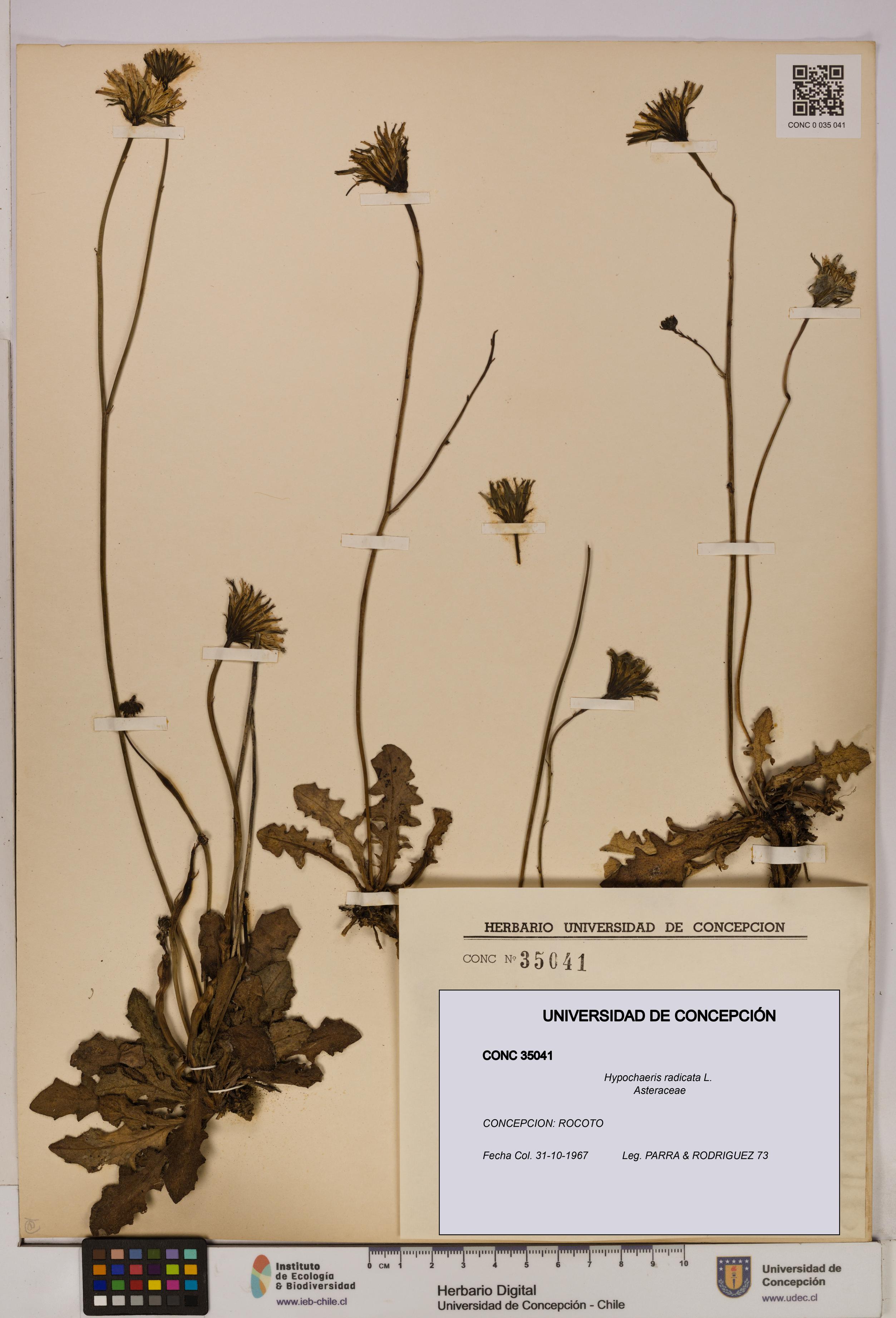 Hypochaeris radicata [Espécimen: UDEC:CONC:0035041]