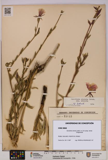 Oenothera stricta subsp. stricta [Espécimen: UDEC:CONC:0035049]