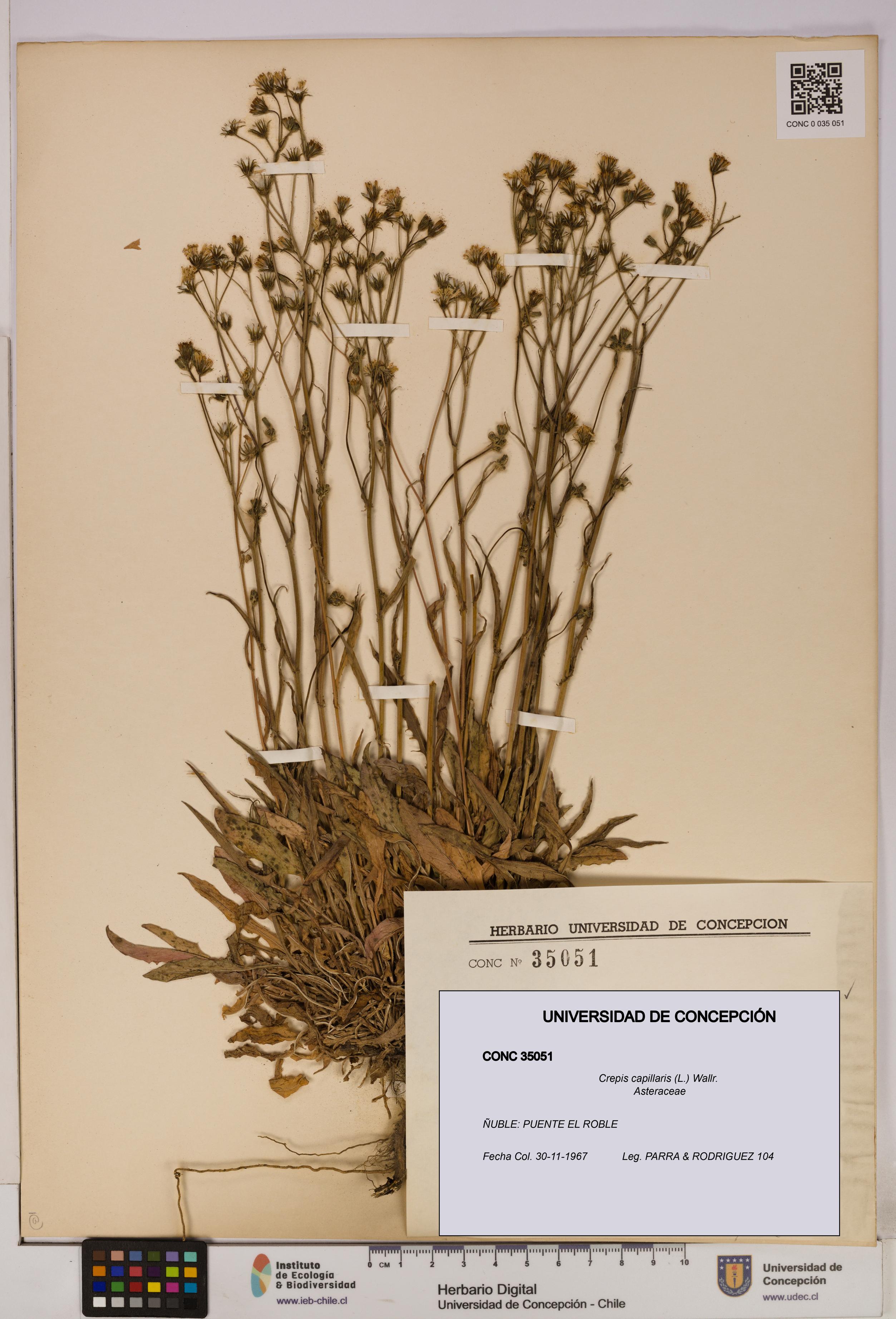 Crepis capillaris [Espécimen: UDEC:CONC:0035051]