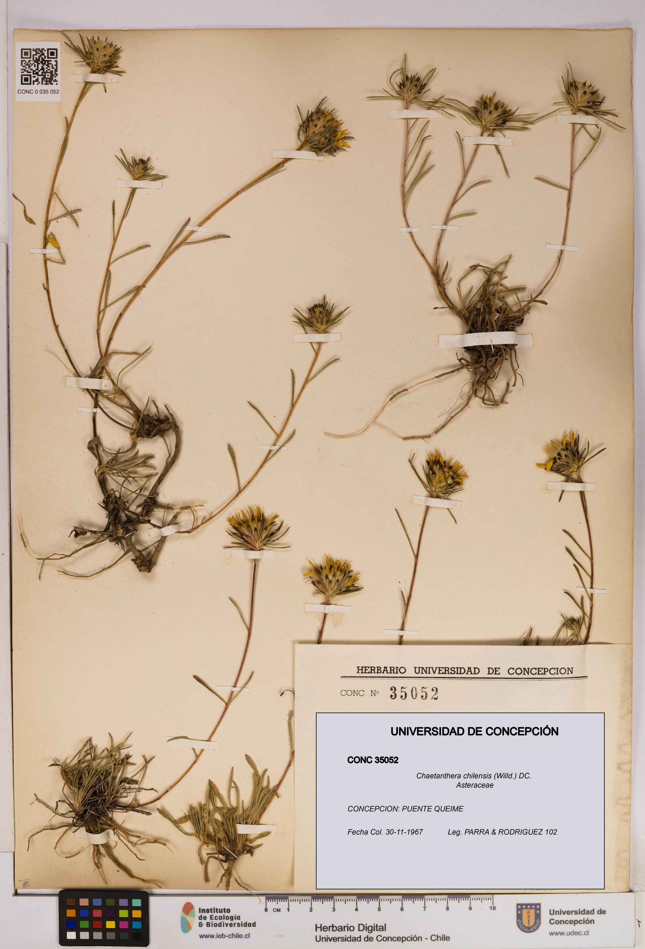 Chaetanthera chilensis [Espécimen: UDEC:CONC:0035052]