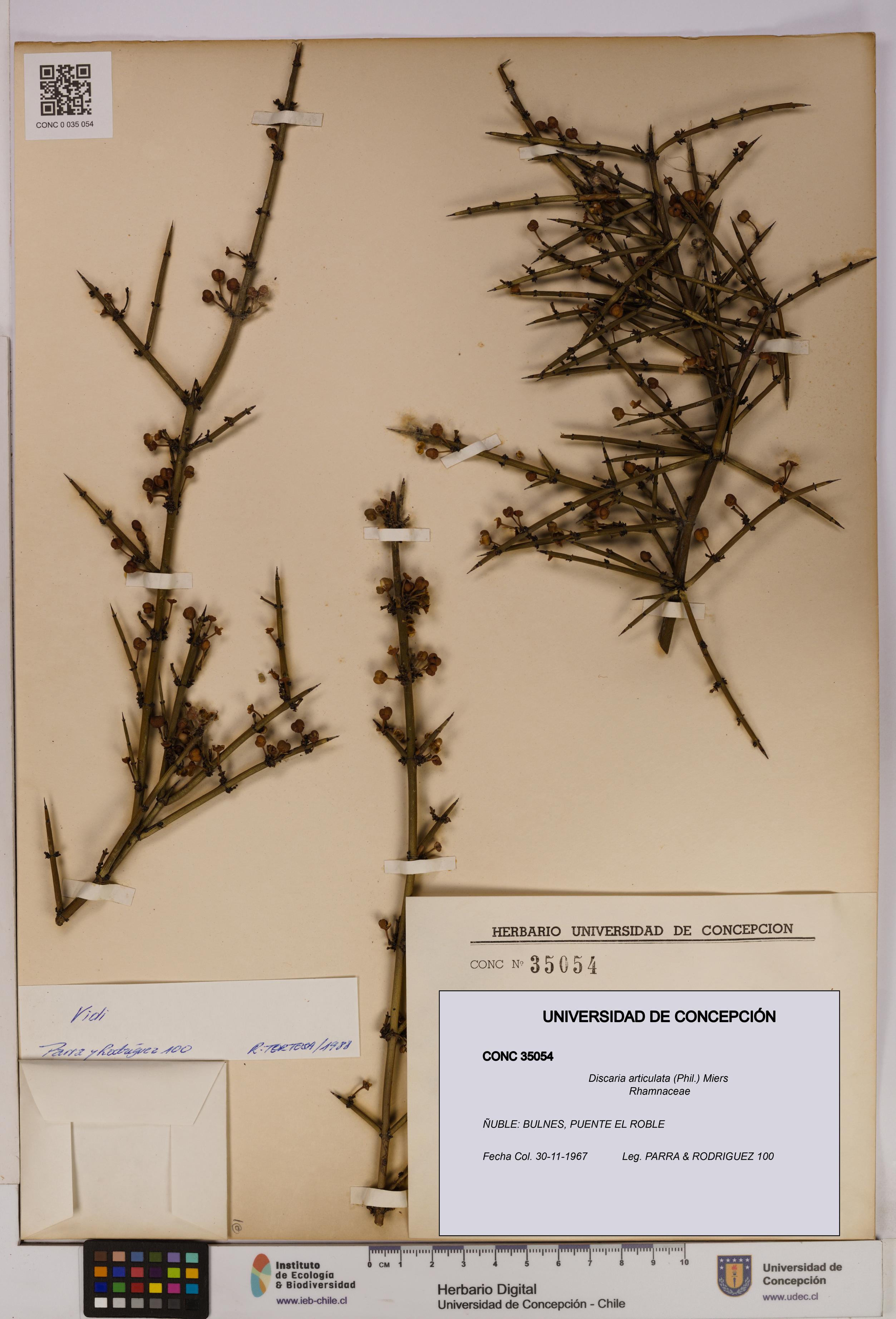 Discaria articulata [Espécimen: UDEC:CONC:0035054]