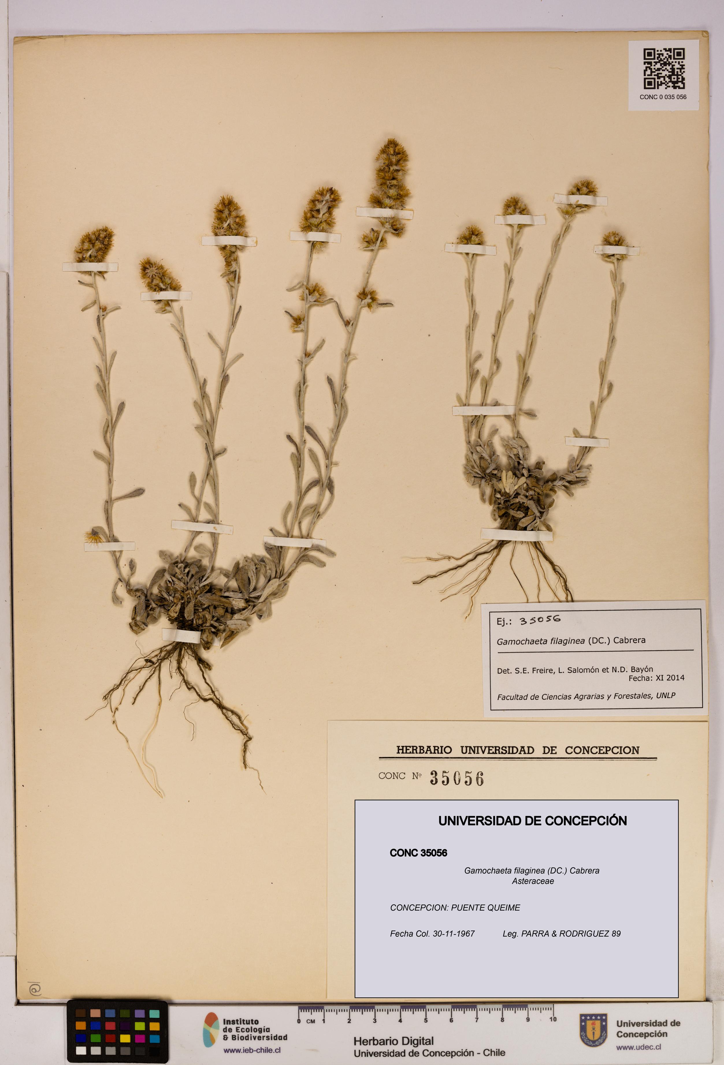 Gamochaeta filaginea [Espécimen: UDEC:CONC:0035056]