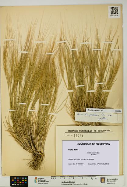 Aristida pallens [Espécimen: UDEC:CONC:0035061]