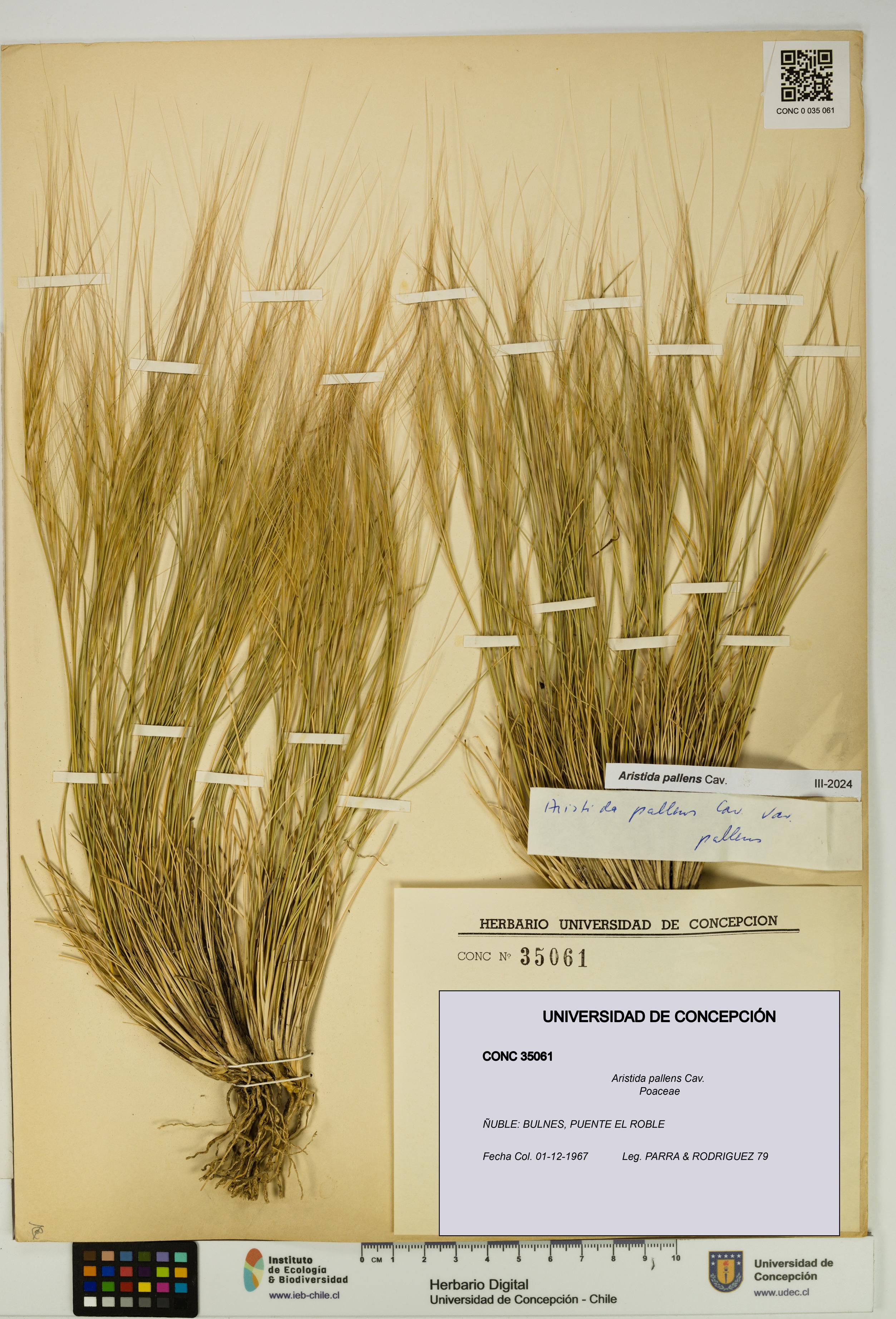 Aristida pallens [Espécimen: UDEC:CONC:0035061]