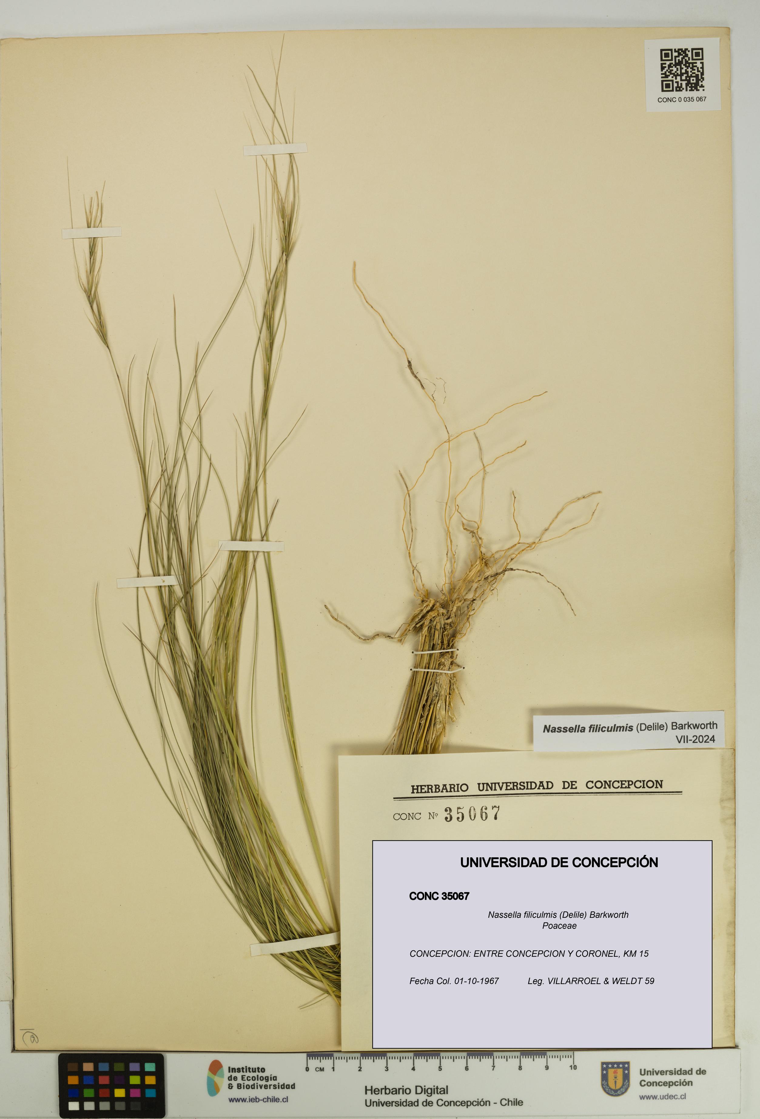 Nassella filiculmis [Espécimen: UDEC:CONC:0035067]