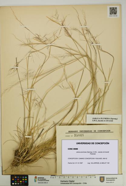 Jarava plumosa [Espécimen: UDEC:CONC:0035068]