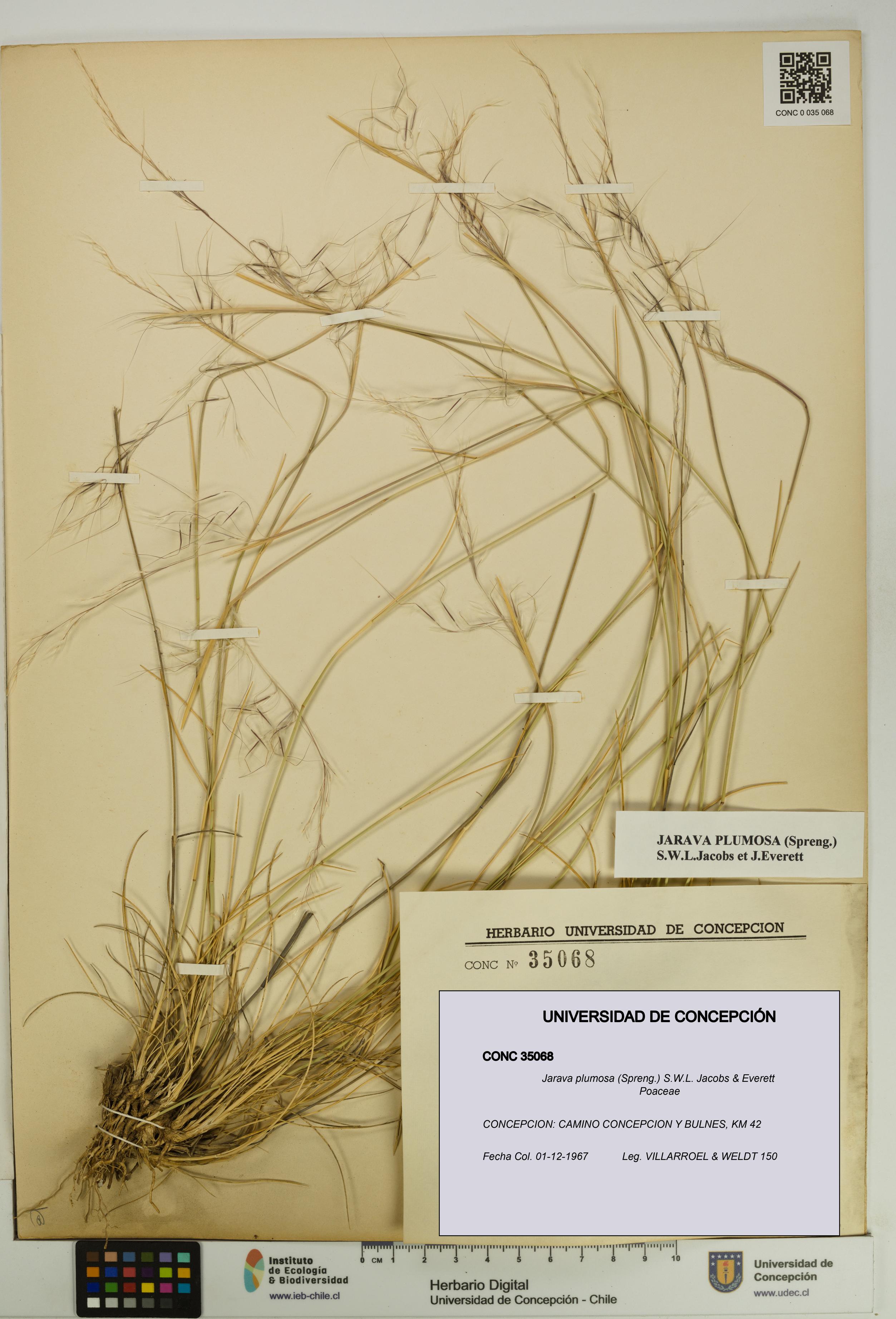 Jarava plumosa [Espécimen: UDEC:CONC:0035068]