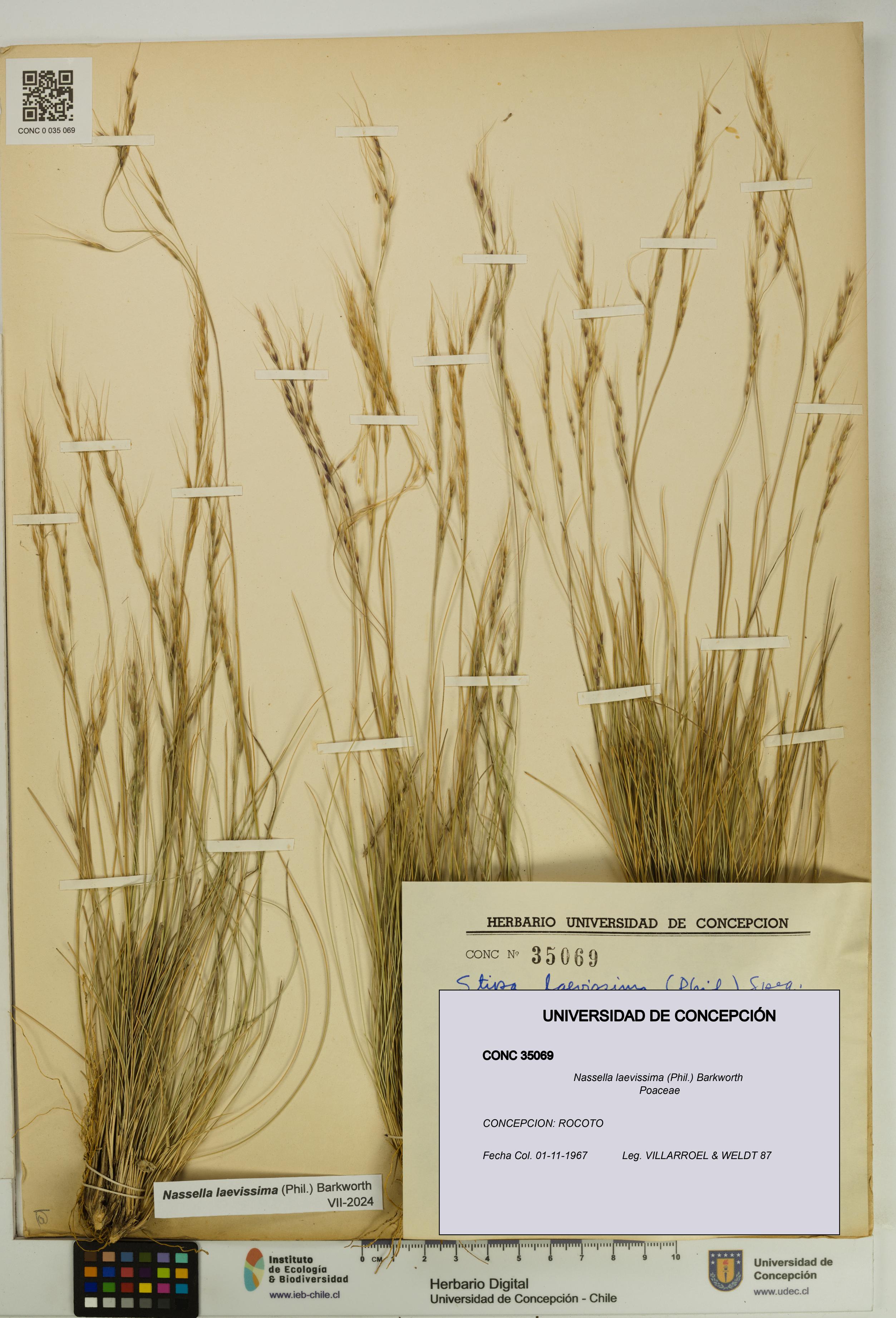Nassella laevissima [Espécimen: UDEC:CONC:0035069]
