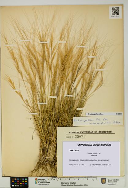 Aristida pallens [Espécimen: UDEC:CONC:0035071]