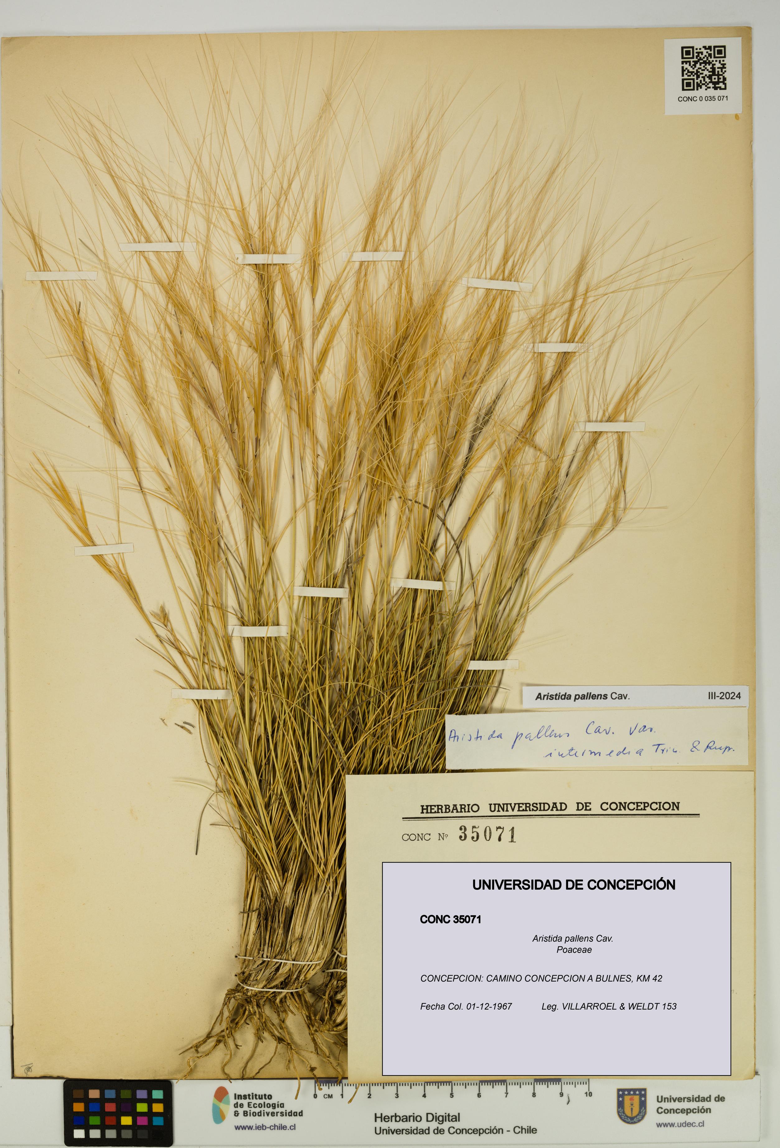 Aristida pallens [Espécimen: UDEC:CONC:0035071]