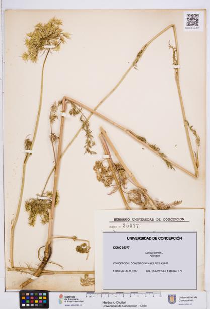 Daucus carota [Espécimen: ]
