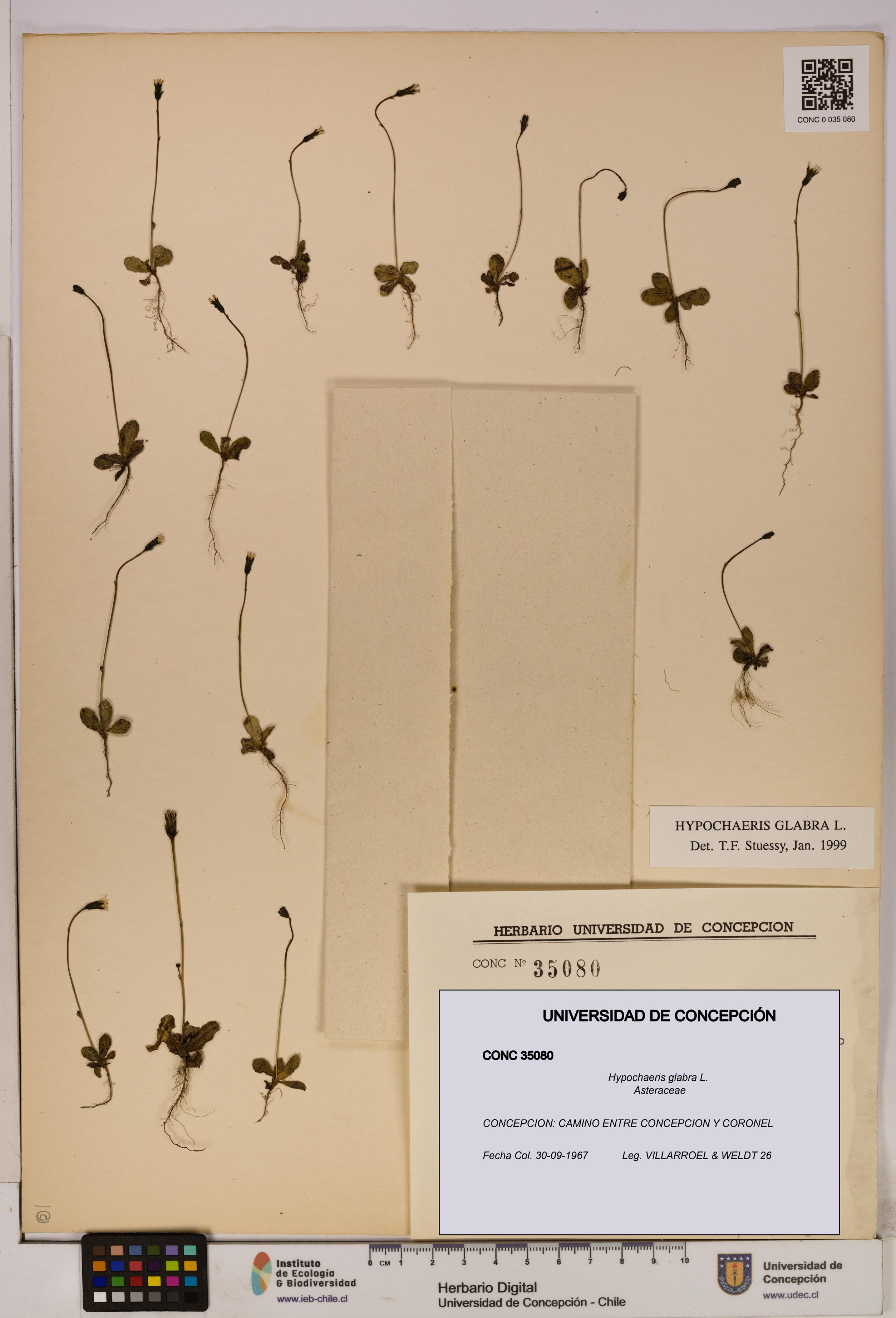 Hypochaeris glabra [Espécimen: UDEC:CONC:0035080]