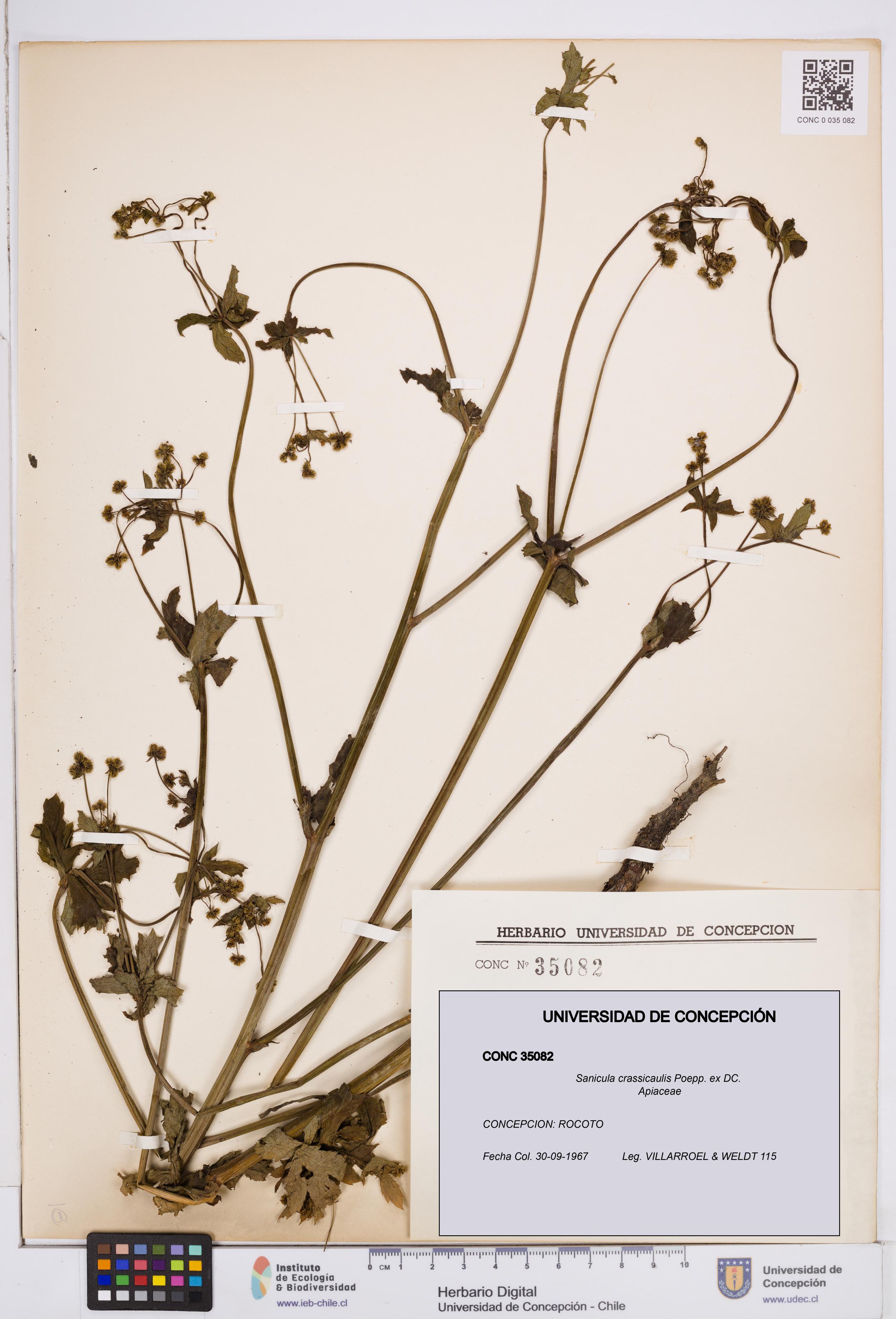 Sanicula crassicaulis [Espécimen: ]