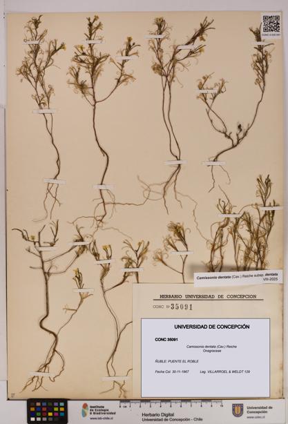 Camissonia dentata [Espécimen: UDEC:CONC:0035091]