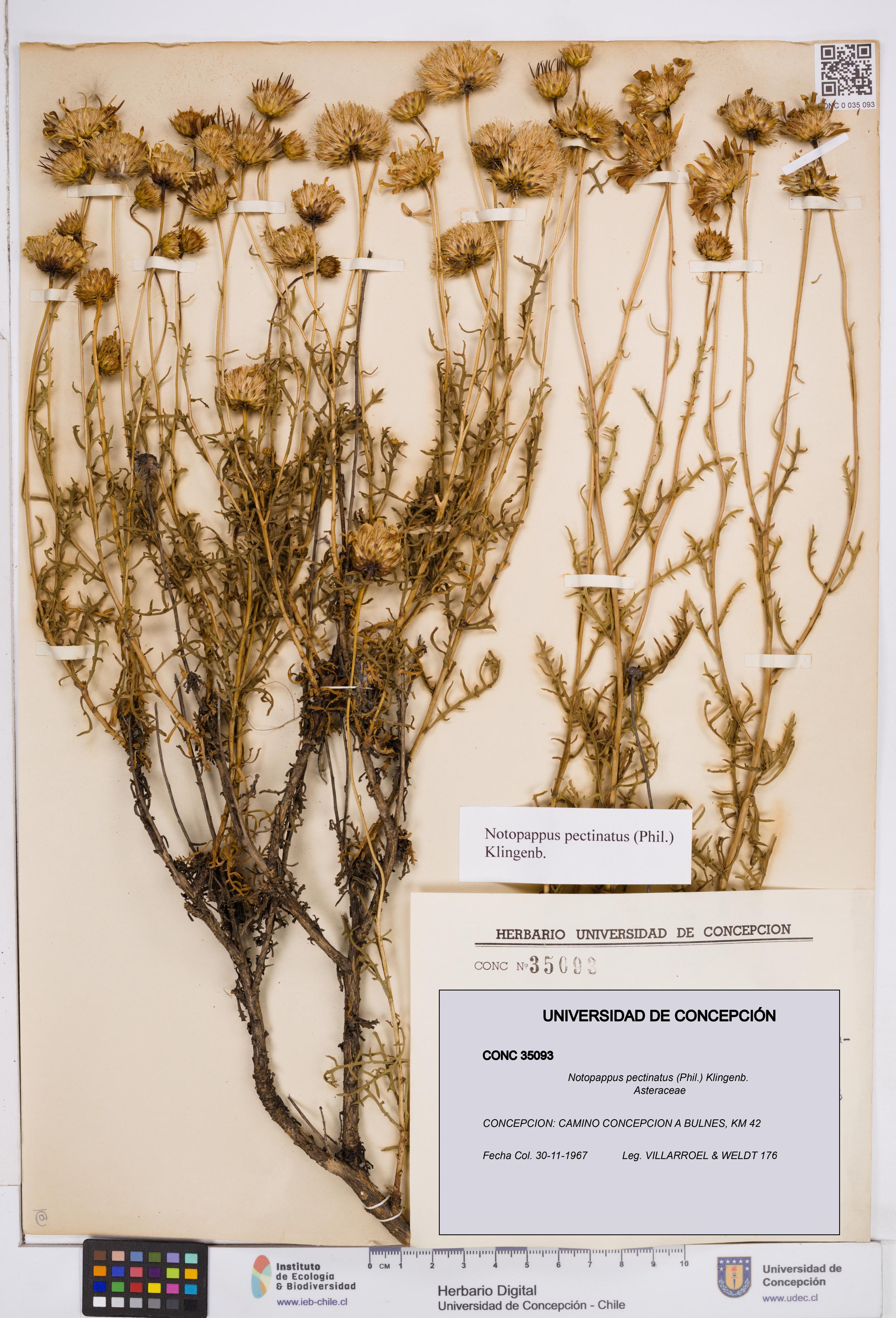 Notopappus pectinatus [Espécimen: ]