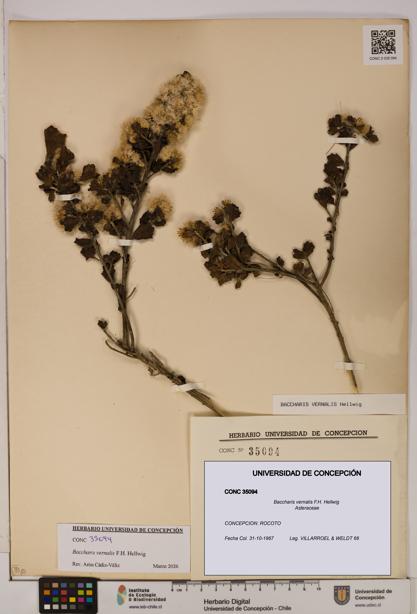 Baccharis vernalis [Espécimen: UDEC:CONC:0035094]