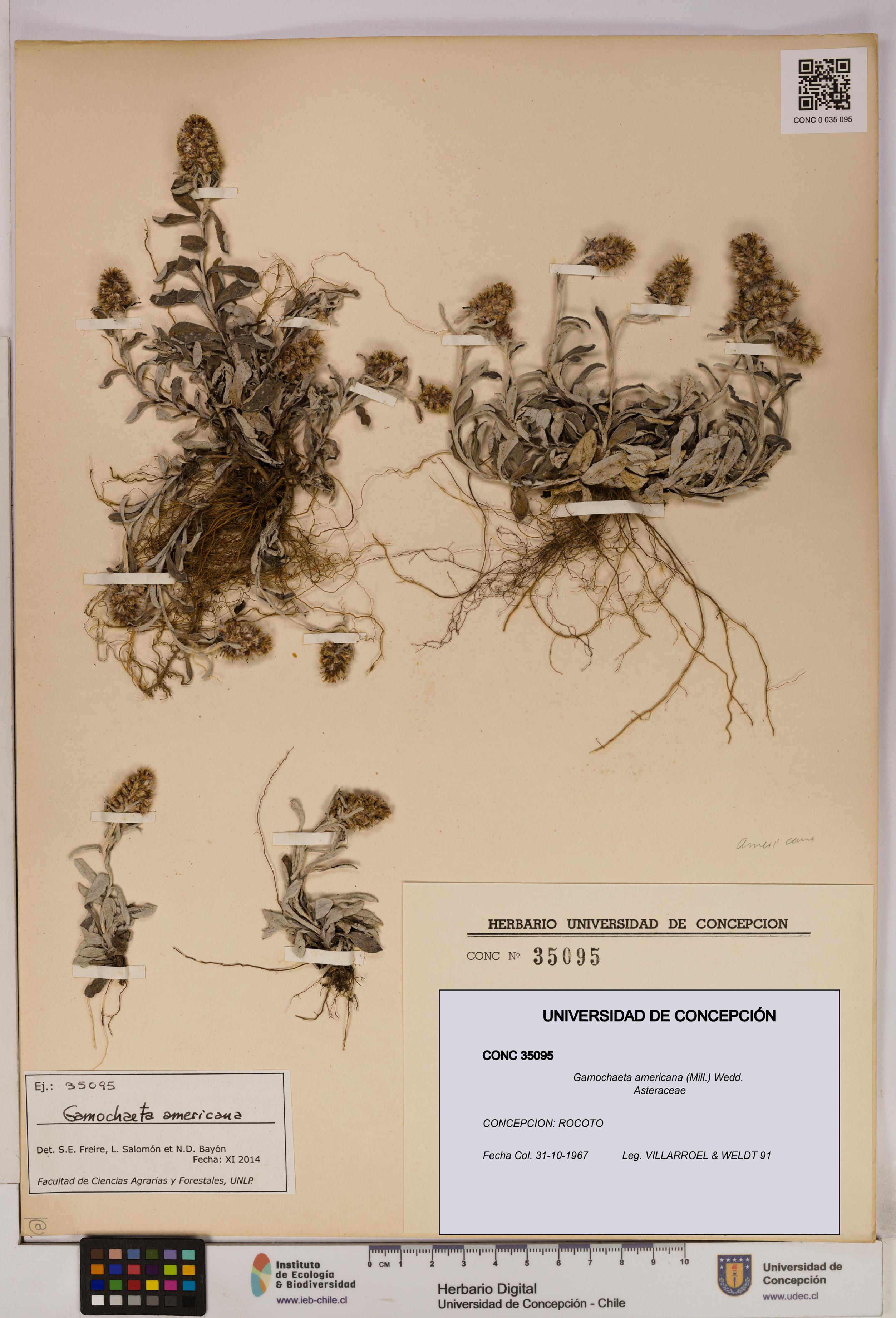Gamochaeta americana [Espécimen: UDEC:CONC:0035095]