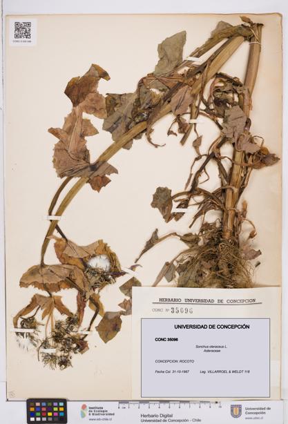 Sonchus oleraceus [Espécimen: ]