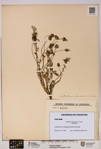 Arctotheca calendula [Espécimen: UDEC:CONC:0035098]