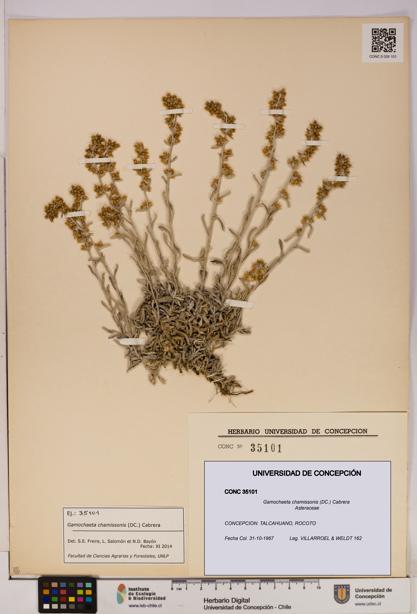 Gamochaeta chamissonis [Espécimen: UDEC:CONC:0035101]