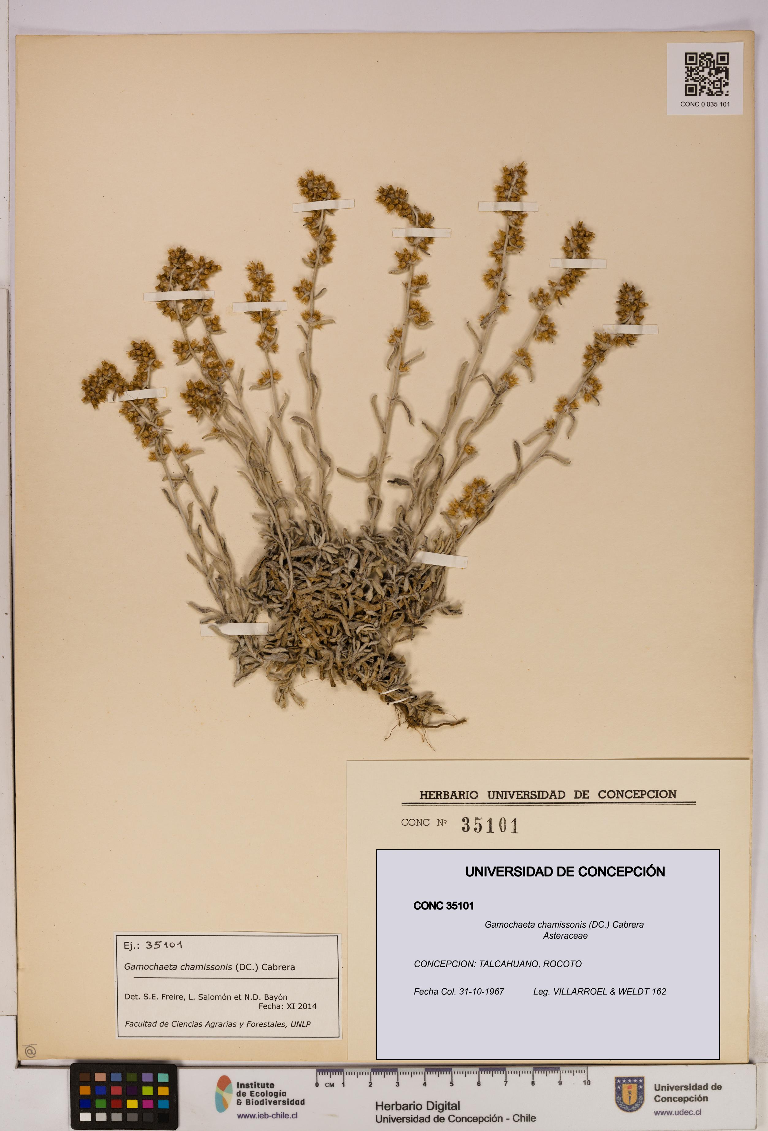 Gamochaeta chamissonis [Espécimen: UDEC:CONC:0035101]