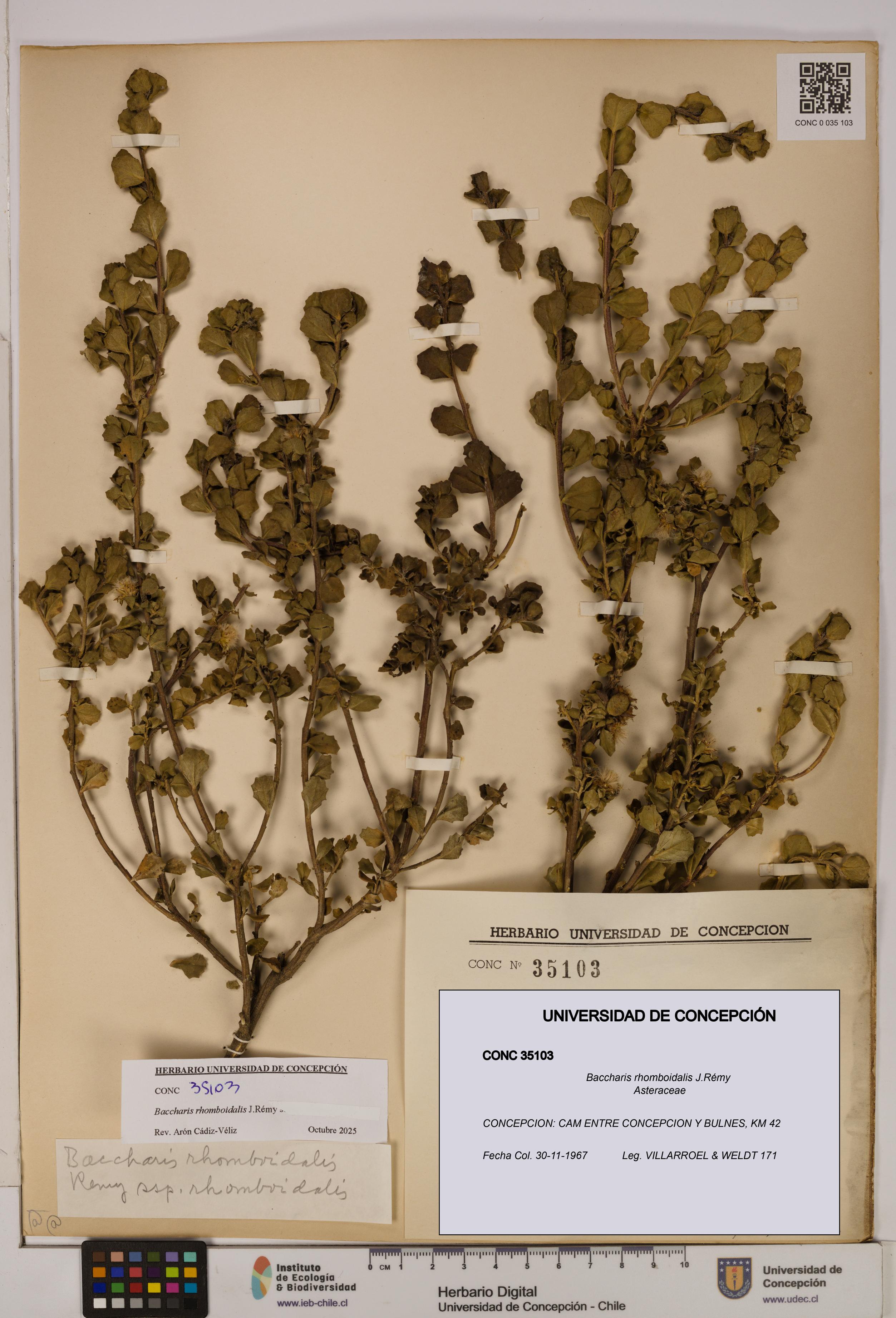 Baccharis rhomboidalis [Espécimen: UDEC:CONC:0035103]