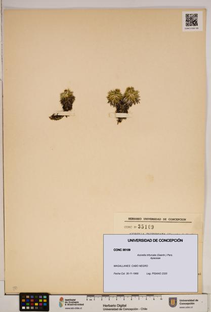 Azorella trifurcata [Espécimen: ]