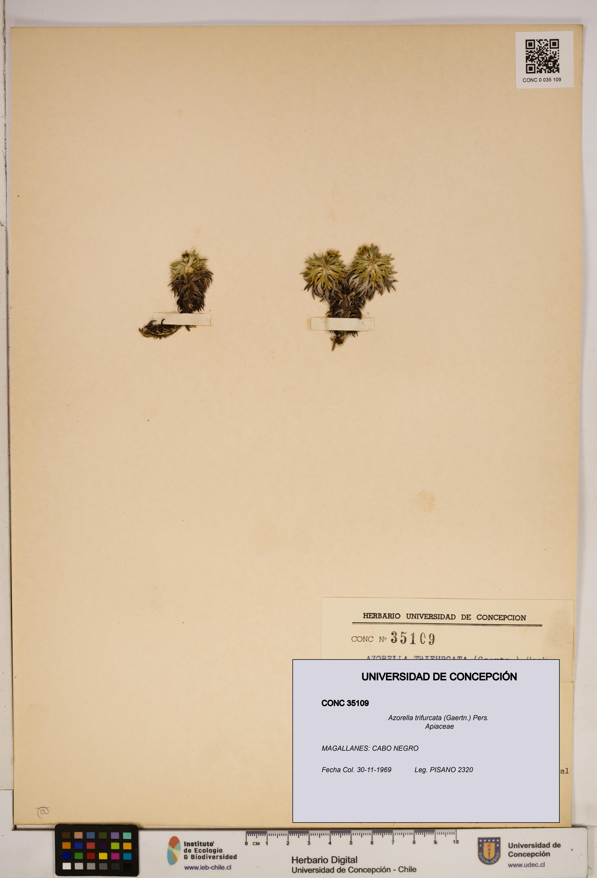 Azorella trifurcata [Espécimen: ]