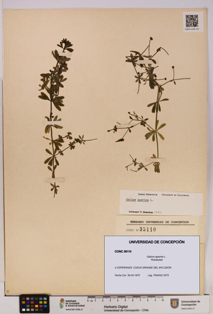 Galium aparine [Espécimen: UDEC:CONC:0035110]