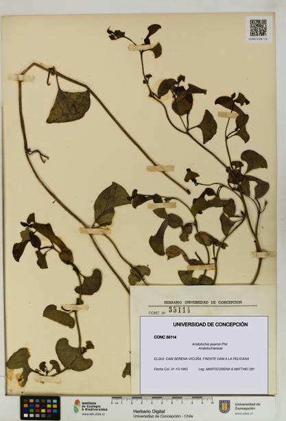 Aristolochia pearcei [Espécimen: UDEC:CONC:0035114]