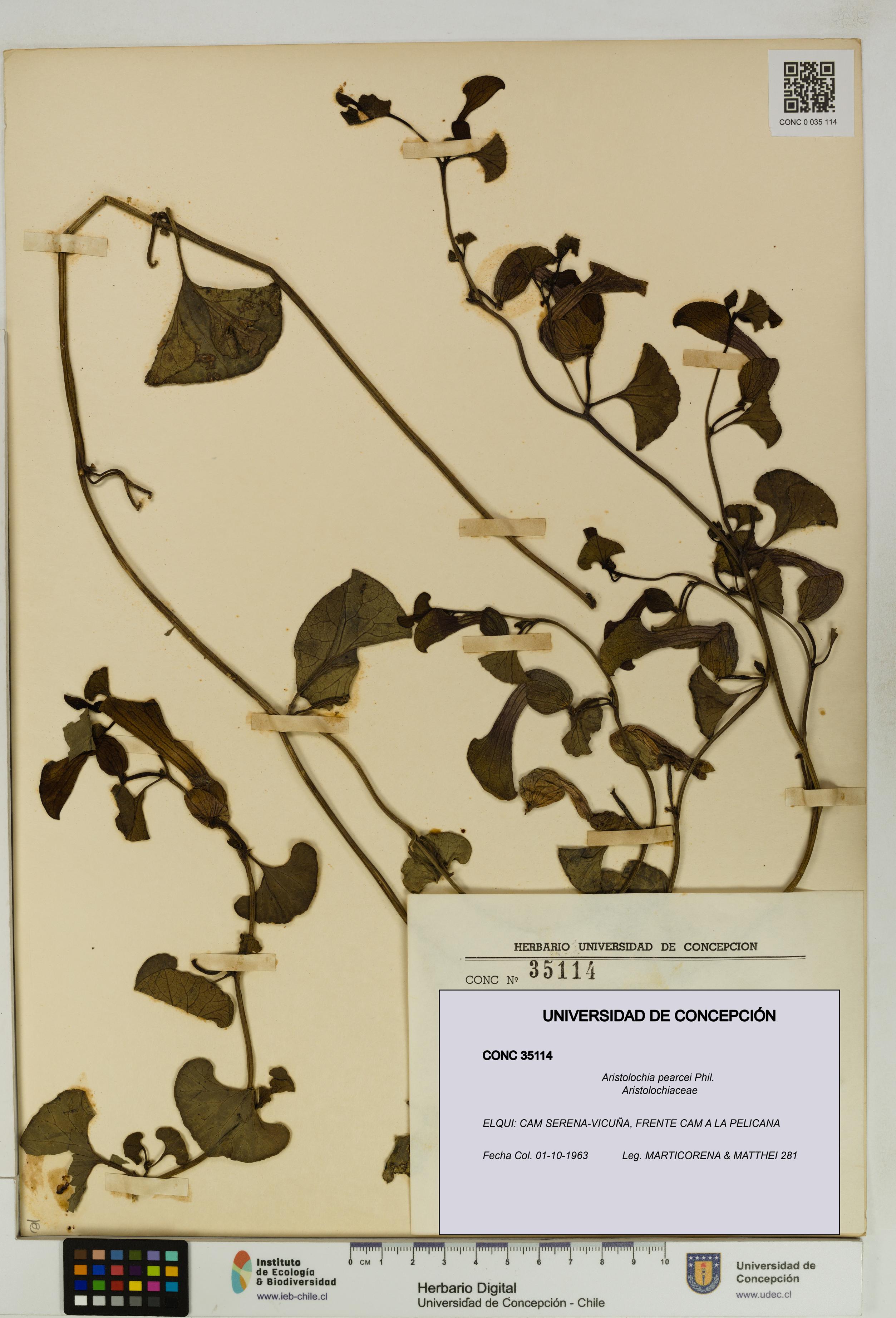 Aristolochia pearcei [Espécimen: UDEC:CONC:0035114]