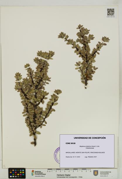 Maytenus disticha [Espécimen: UDEC:CONC:0035120]