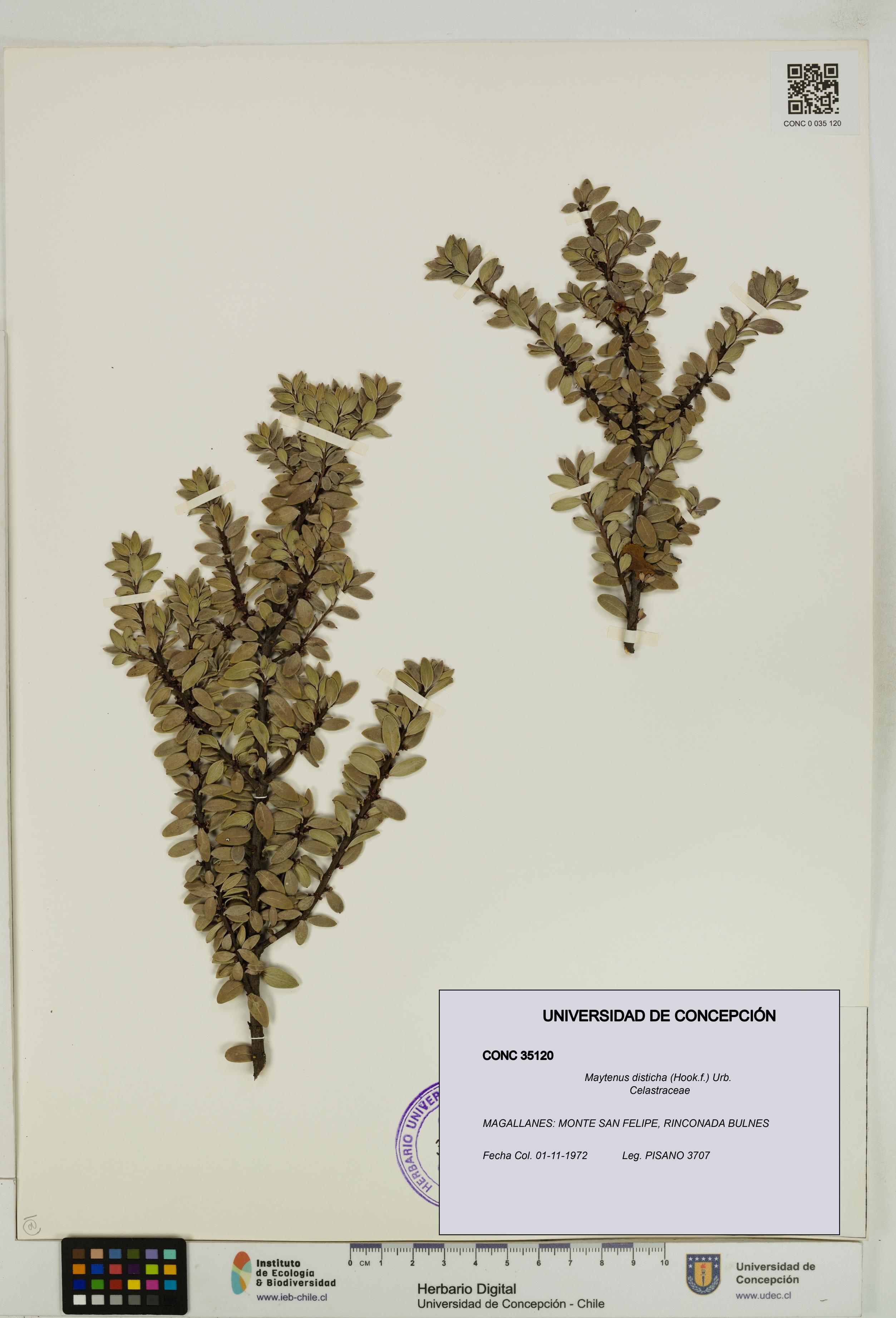Maytenus disticha [Espécimen: UDEC:CONC:0035120]