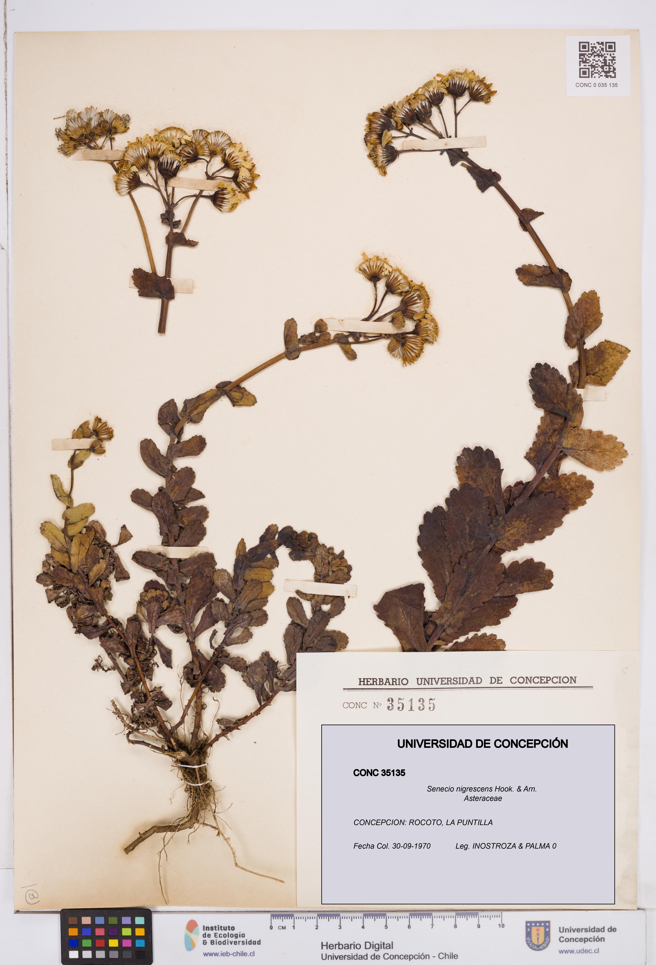 Senecio nigrescens [Espécimen: ]