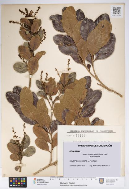 Lithraea caustica [Espécimen: UDEC:CONC:0035136]