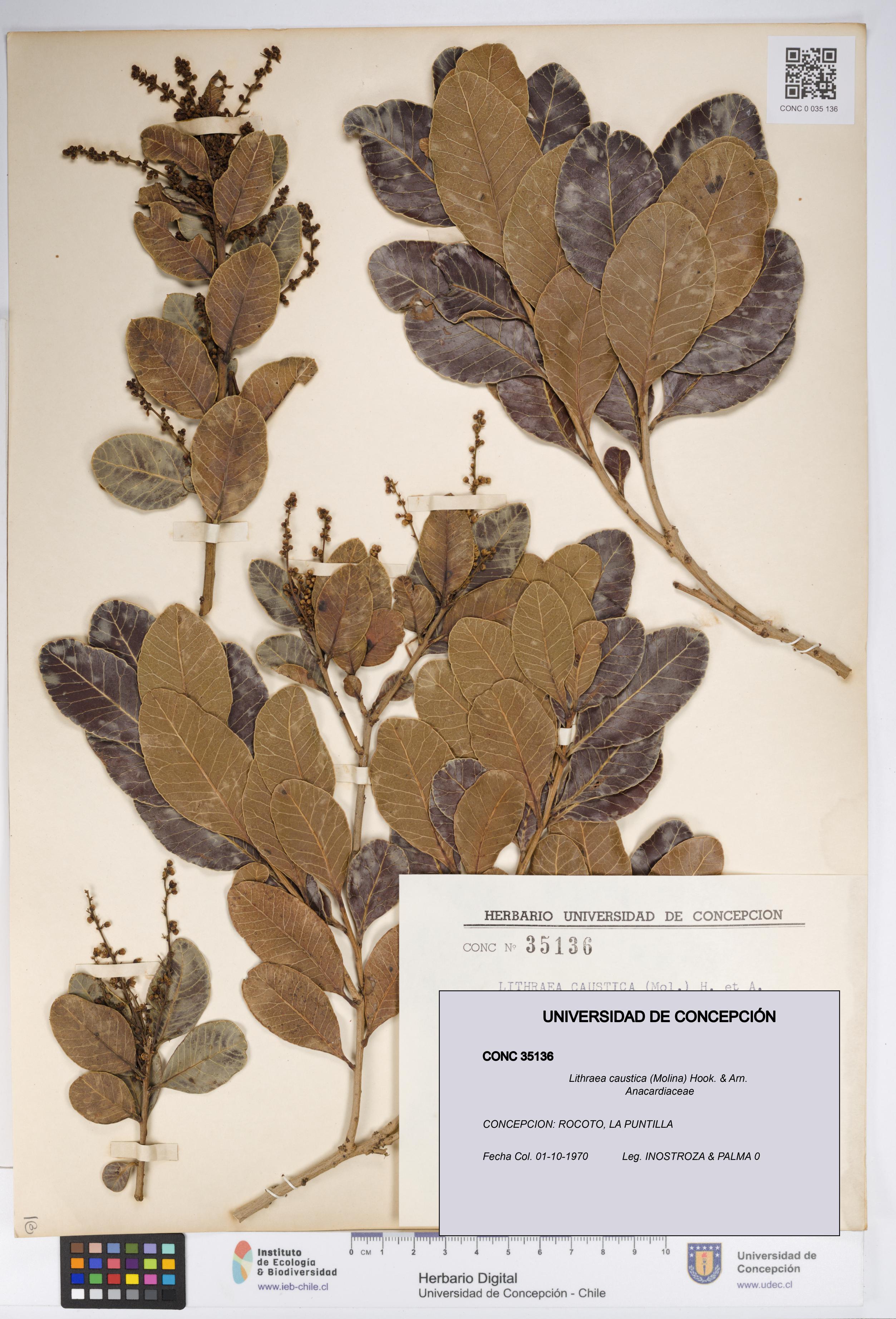 Lithraea caustica [Espécimen: UDEC:CONC:0035136]