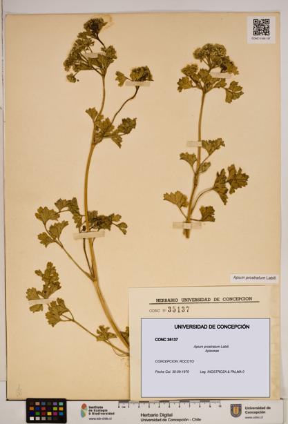 Apium prostratum [Espécimen: ]