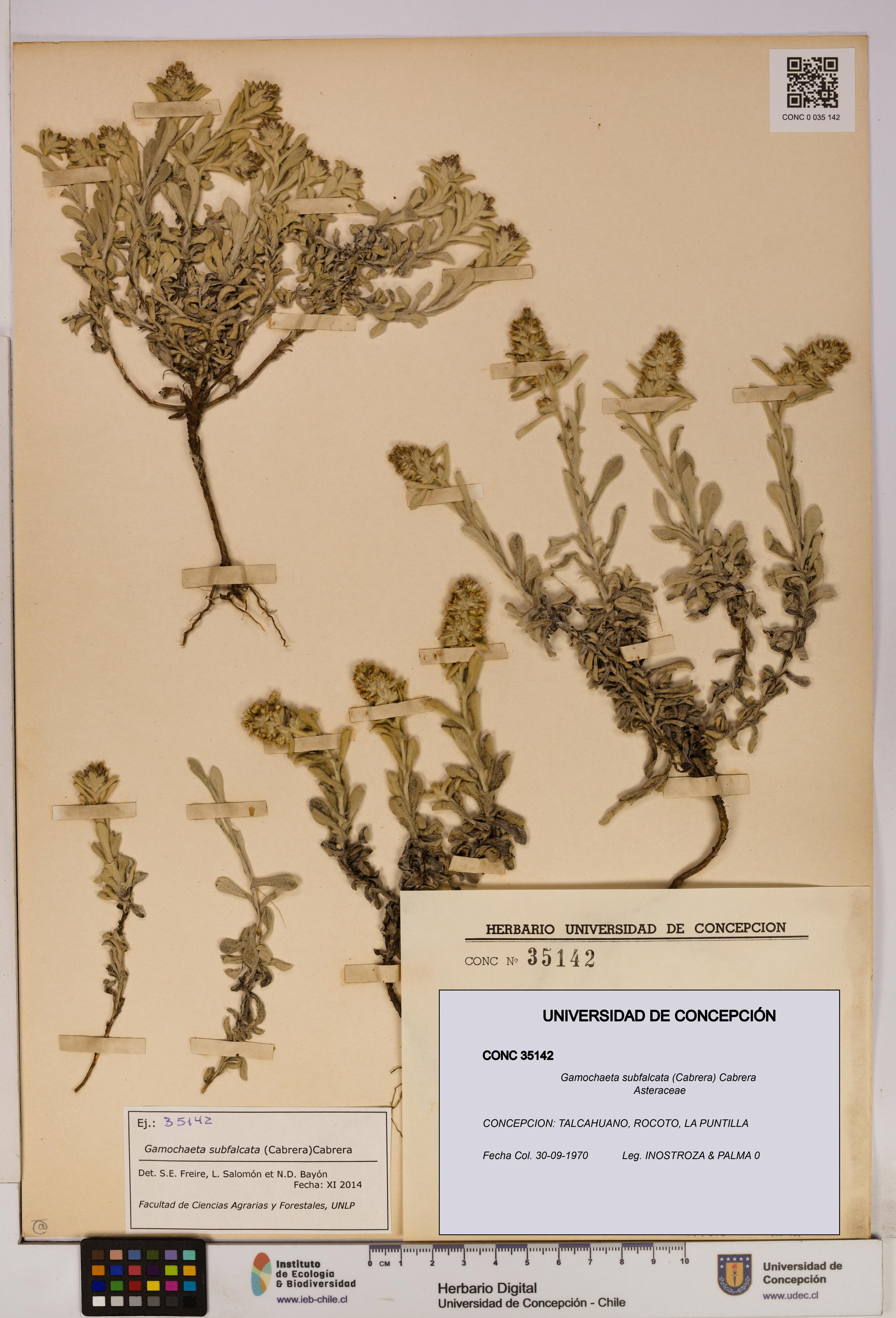 Gamochaeta subfalcata [Espécimen: UDEC:CONC:0035142]