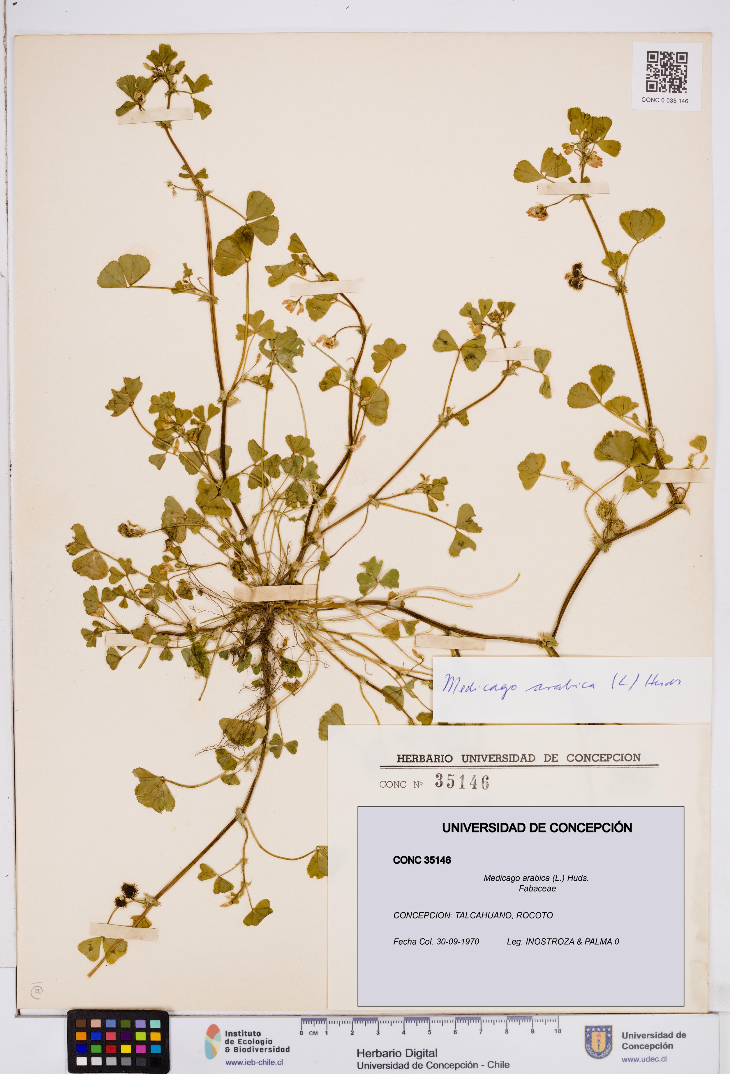 Medicago arabica [Espécimen: ]