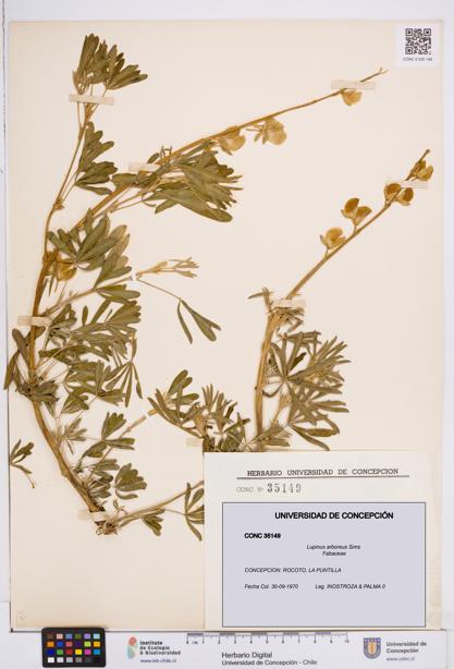 Lupinus arboreus [Espécimen: ]
