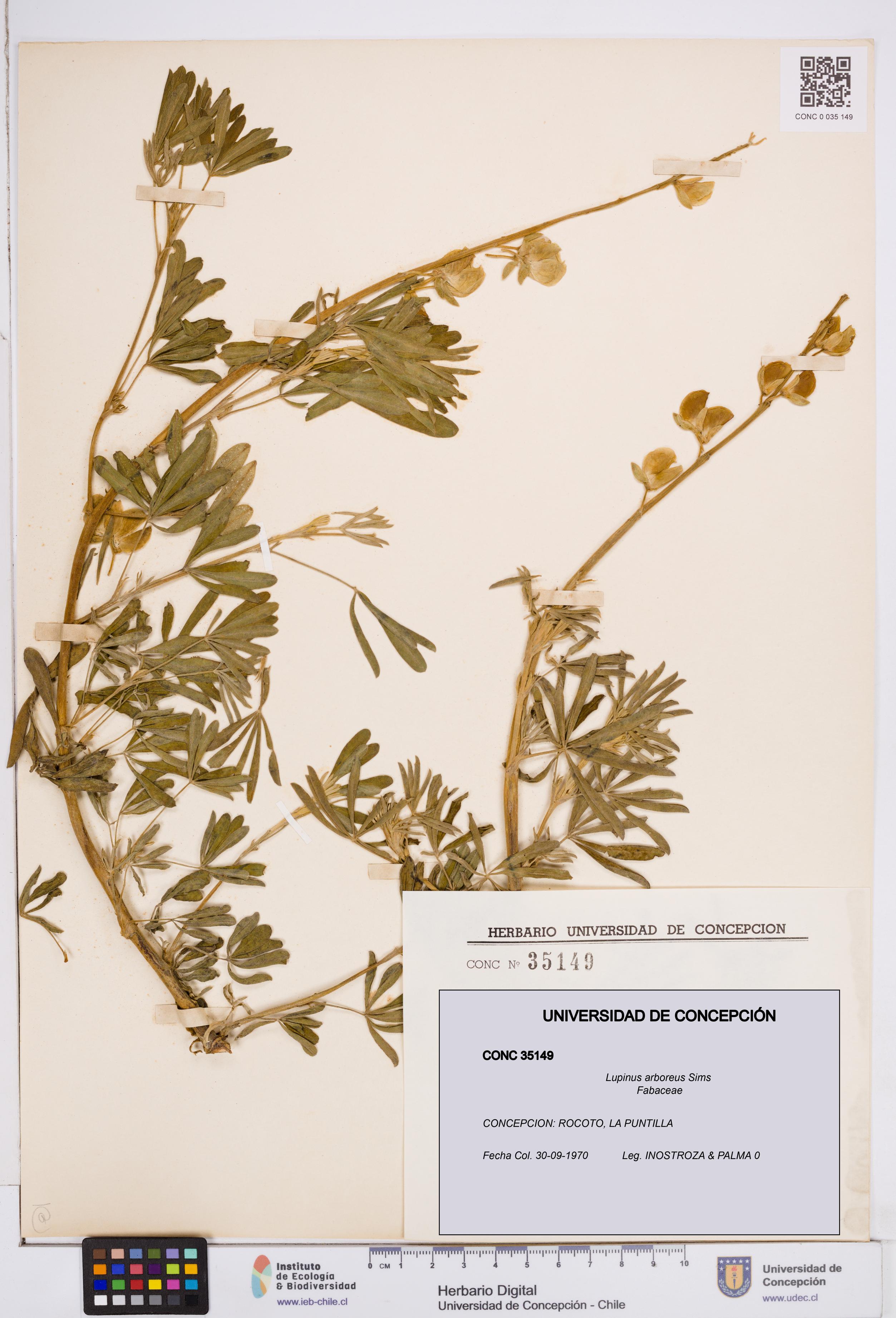 Lupinus arboreus [Espécimen: ]