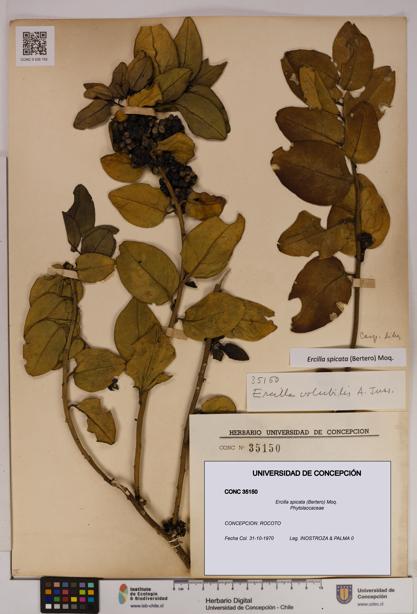 Ercilla spicata [Espécimen: UDEC:CONC:0035150]