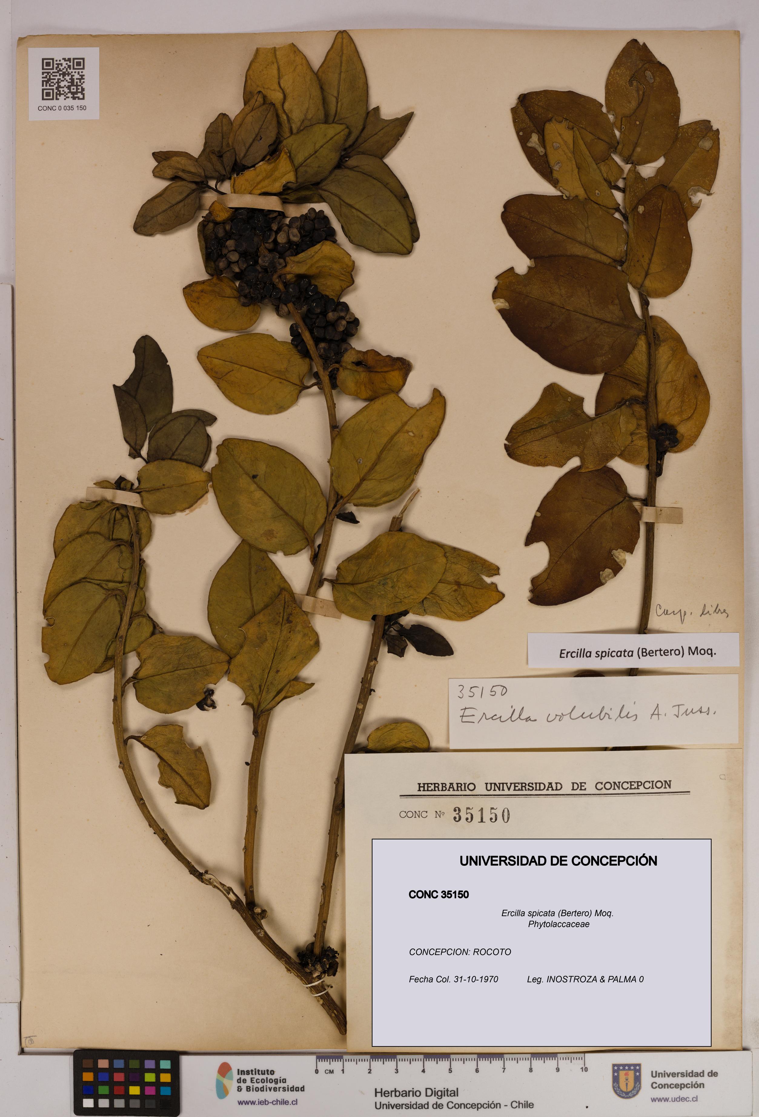 Ercilla spicata [Espécimen: UDEC:CONC:0035150]